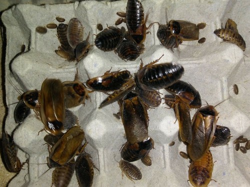 Dubia roach breeder starter - roach,