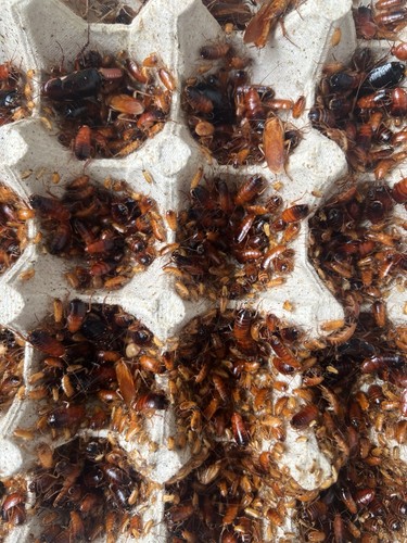 Red runner roaches blatta - red,