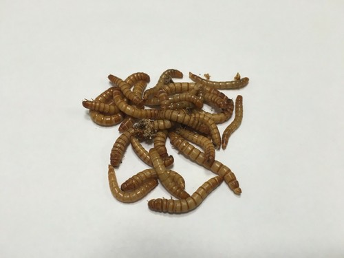 Live mealworms 10k - mealworms,